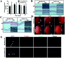 Graphical abstract: ROCK inhibitor modified intraocular lens as an approach for inhibiting the proliferation and migration of lens epithelial cells and posterior capsule opacification