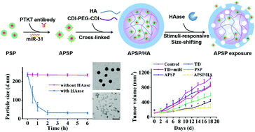 Graphical abstract: A versatile polyion complex can intelligently respond to a tumor microenvironment to eliminate tumor stem cells for enhanced lung cancer targeted therapy