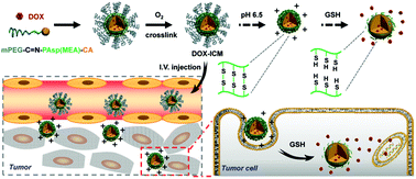 Graphical abstract: A pH and reduction dual-sensitive polymeric nanomicelle for tumor microenvironment triggered cellular uptake and controlled intracellular drug release