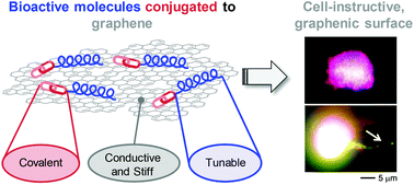 Graphical abstract: Covalent conjugation of bioactive peptides to graphene oxide for biomedical applications