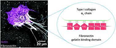 Graphical abstract: Fibrillar fibronectin plays a key role as nucleator of collagen I polymerization during macromolecular crowding-enhanced matrix assembly