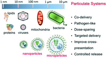 Graphical abstract: Particulate carrier systems as adjuvants for cancer vaccines