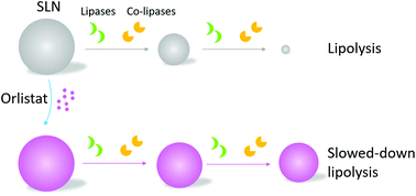 Graphical abstract: Slowing down lipolysis significantly enhances the oral absorption of intact solid lipid nanoparticles