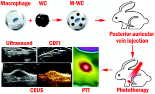 Graphical abstract: Targeted photothermal therapy of mice and rabbits realized by macrophage-loaded tungsten carbide