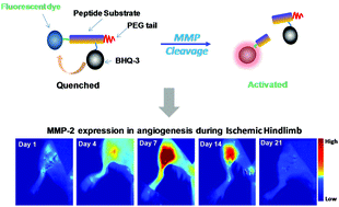 Graphical abstract: Noninvasive monitoring of the development and treatment response of ischemic hindlimb by targeting matrix metalloproteinase-2 (MMP-2)