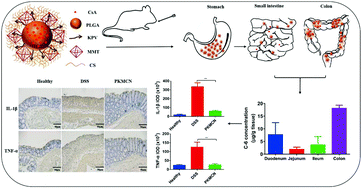 Graphical abstract: A PepT1 mediated medicinal nano-system for targeted delivery of cyclosporine A to alleviate acute severe ulcerative colitis