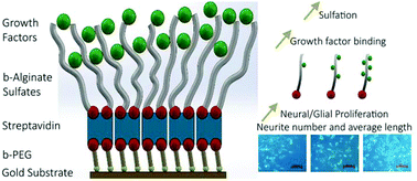 Graphical abstract: The sulfation of biomimetic glycosaminoglycan substrates controls binding of growth factors and subsequent neural and glial cell growth