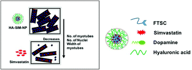 Graphical abstract: Hyaluronan derived nanoparticle for simvastatin delivery: evaluation of simvastatin induced myotoxicity in tissue engineered skeletal muscle