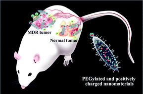 Graphical abstract: Multidrug resistant tumors-aimed theranostics on the basis of strong electrostatic attraction between resistant cells and nanomaterials