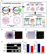 Graphical abstract: Osteogenesis and angiogenesis are simultaneously enhanced in BMP2-/VEGF-transfected adipose stem cells through activation of the YAP/TAZ signaling pathway