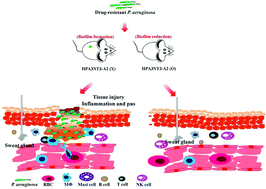 Graphical abstract: Antimicrobial peptide HPA3NT3-A2 effectively inhibits biofilm formation in mice infected with drug-resistant bacteria