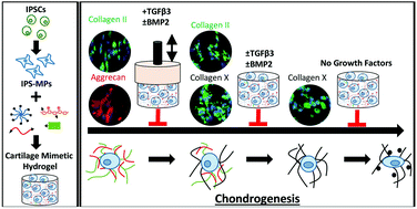 Graphical abstract: Dynamic mechanical loading and growth factors influence chondrogenesis of induced pluripotent mesenchymal progenitor cells in a cartilage-mimetic hydrogel