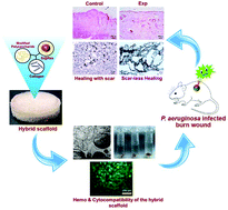 Graphical abstract: Silica microsphere–resorcinol composite embedded collagen scaffolds impart scar-less healing of chronic infected burns in type-I diabetic and non-diabetic rats