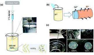 Graphical abstract: Angiogenesis-promoted bone repair with silicate-shelled hydrogel fiber scaffolds