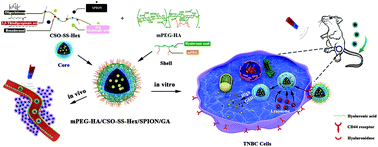 Graphical abstract: CD44 targeted redox-triggered self-assembly with magnetic enhanced EPR effects for effective amplification of gambogic acid to treat triple-negative breast cancer