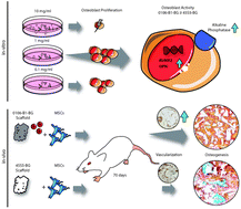 Graphical abstract: Favorable angiogenic properties of the borosilicate bioactive glass 0106-B1 result in enhanced in vivo osteoid formation compared to 45S5 Bioglass