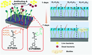Graphical abstract: Anti-biofilm surfaces from mixed dopamine-modified polymer brushes: synergistic role of cationic and zwitterionic chains to resist staphyloccocus aureus