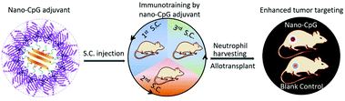 Graphical abstract: A nano-immunotraining strategy to enhance the tumor targeting of neutrophils via in vivo pathogen-mimicking stimulation