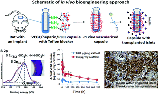 Graphical abstract: Bioengineering a pre-vascularized pouch for subsequent islet transplantation using VEGF-loaded polylactide capsules