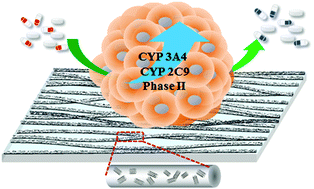 Graphical abstract: 3D spheroids generated on carbon nanotube-functionalized fibrous scaffolds for drug metabolism and toxicity screening