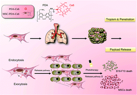 Graphical abstract: A Trojan horse biomimetic delivery strategy using mesenchymal stem cells for PDT/PTT therapy against lung melanoma metastasis