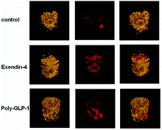 Graphical abstract: Identification of a prolonged action molecular GLP-1R agonist for the treatment of femoral defects