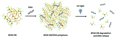 Graphical abstract: Topology-assisted, photo-strengthened DNA/siRNA delivery mediated by branched poly(β-amino ester)s via synchronized intracellular kinetics