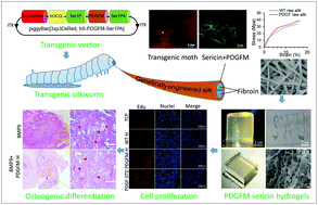 Graphical abstract: Transgenic PDGF-BB/sericin hydrogel supports for cell proliferation and osteogenic differentiation