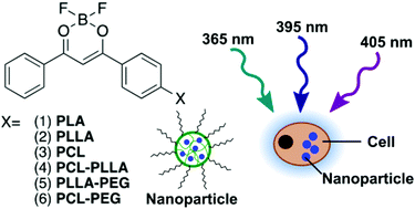 Graphical abstract: Labelling primary immune cells using bright blue fluorescent nanoparticles