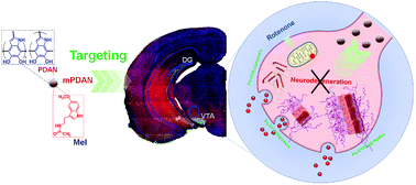 Graphical abstract: Melatonin/polydopamine nanostructures for collective neuroprotection-based Parkinson's disease therapy