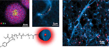 Graphical abstract: Ligand-conjugated quantum dots for fast sub-diffraction protein tracking in acute brain slices