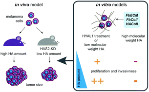 Graphical abstract: Biomimetic tissue models reveal the role of hyaluronan in melanoma proliferation and invasion