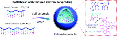 Graphical abstract: A bottlebrush-architectured dextran polyprodrug as an acidity-responsive vector for enhanced chemotherapy efficiency
