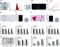 Graphical abstract: Exosomal miRNA-486-5p derived from rheumatoid arthritis fibroblast-like synoviocytes induces osteoblast differentiation through the Tob1/BMP/Smad pathway
