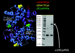 Graphical abstract: Engineering hemoglobin to enable homogenous PEGylation without modifying protein functionality