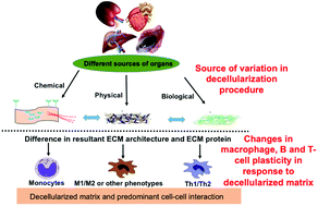 Graphical abstract: Regulation of decellularized matrix mediated immune response