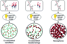 Graphical abstract: Covalent co-assembly between resilin-like polypeptide and peptide amphiphile into hydrogels with controlled nanostructure and improved mechanical properties