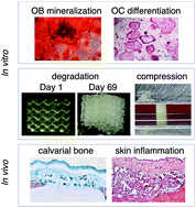 Graphical abstract: Preclinical biological and physicochemical evaluation of two-photon engineered 3D biomimetic copolymer scaffolds for bone healing