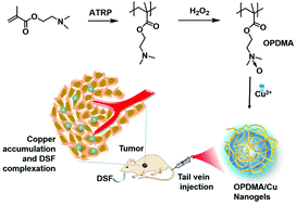 Graphical abstract: N-Oxide polymer–cupric ion nanogels potentiate disulfiram for cancer therapy