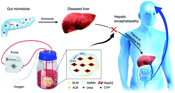 Graphical abstract: A bioartificial liver support system integrated with a DLM/GelMA-based bioengineered whole liver for prevention of hepatic encephalopathy via enhanced ammonia reduction