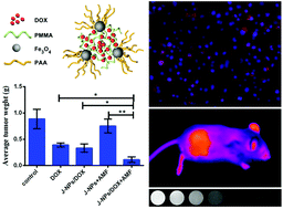 Graphical abstract: Construction of small-sized superparamagnetic Janus nanoparticles and their application in cancer combined chemotherapy and magnetic hyperthermia