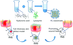 Graphical abstract: Hyaluronic acid/lysozyme self-assembled coacervate to promote cutaneous wound healing