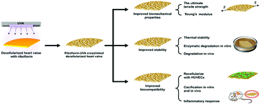 Graphical abstract: A riboflavin–ultraviolet light A-crosslinked decellularized heart valve for improved biomechanical properties, stability, and biocompatibility