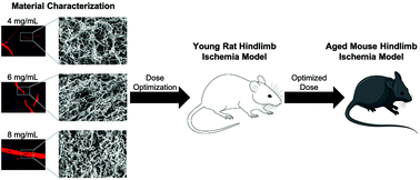 Graphical abstract: Dose optimization of decellularized skeletal muscle extracellular matrix hydrogels for improving perfusion and subsequent validation in an aged hindlimb ischemia model