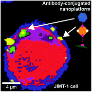 Graphical abstract: A bioconjugated MoS2 based nanoplatform with increased binding efficiency to cancer cells