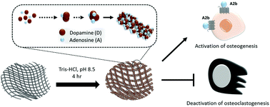 Graphical abstract: Polydopamine-assisted one-step modification of nanofiber surfaces with adenosine to tune the osteogenic differentiation of mesenchymal stem cells and the maturation of osteoclasts