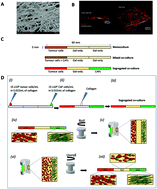 Graphical abstract: A TRACER culture invasion assay to probe the impact of cancer associated fibroblasts on head and neck squamous cell carcinoma cell invasiveness