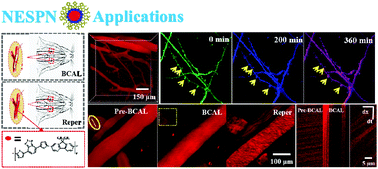 Graphical abstract: NIR-emitting semiconducting polymer nanoparticles for in vivo two-photon vascular imaging