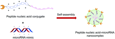 Graphical abstract: A self-assembled peptide nucleic acid–microRNA nanocomplex for dual modulation of cancer-related microRNAs