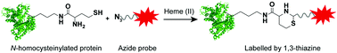 Graphical abstract: A chemoselective reaction between protein N-homocysteinylation and azides catalyzed by heme(ii)